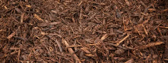 Close-up of dark brown shredded hardwood mulch with fibrous strands and small wood chips
